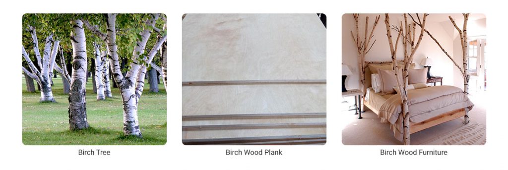 Birch Wood