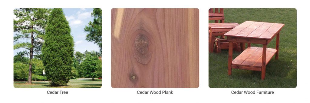 Cedar Wood