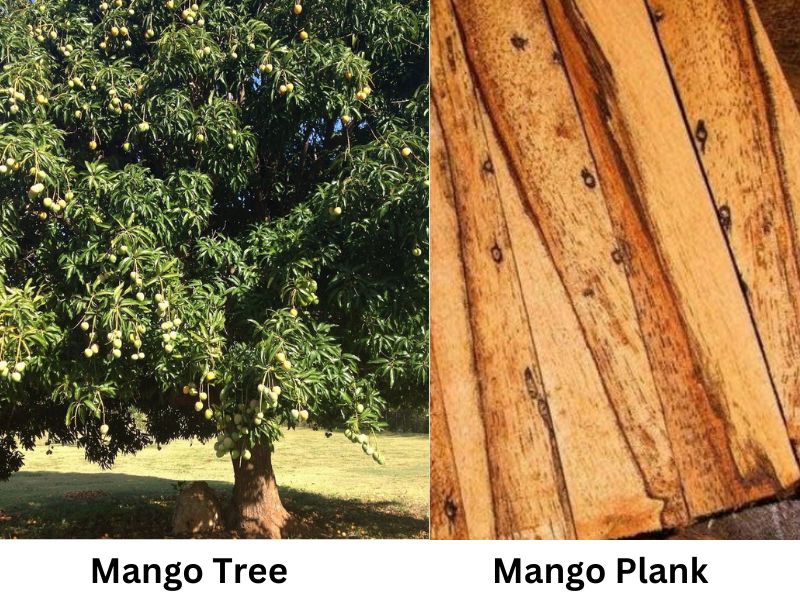 Mango wood tree and plank
