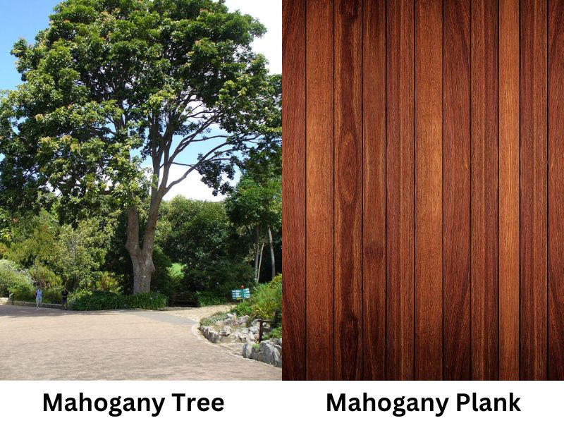 mahogany plank and tree