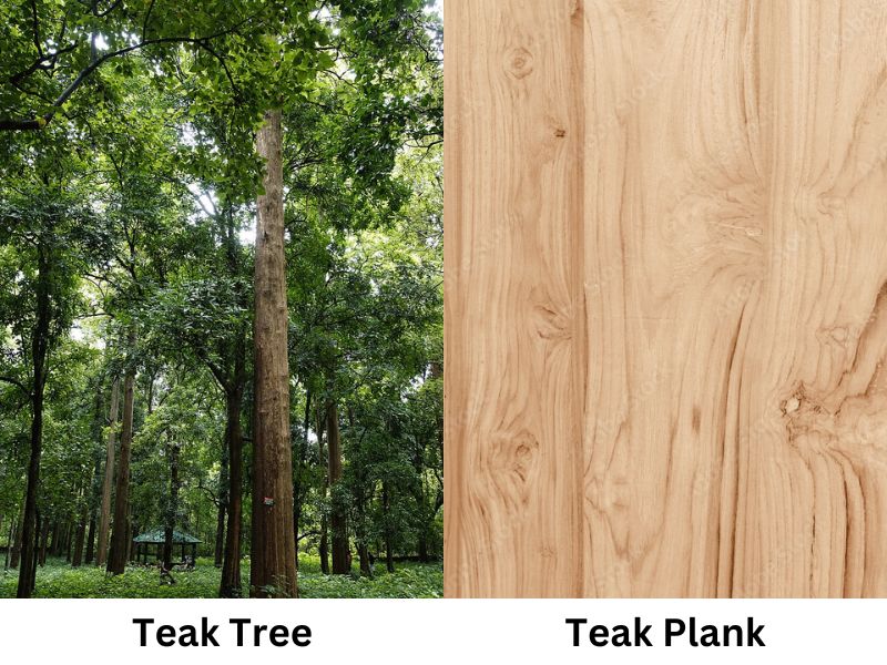 Teak tree and plank