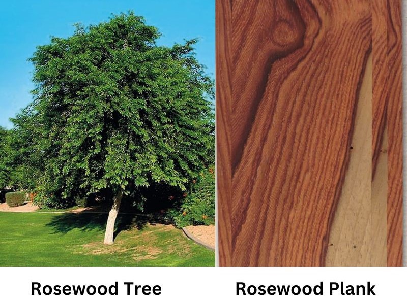 rosewood tree and plank
